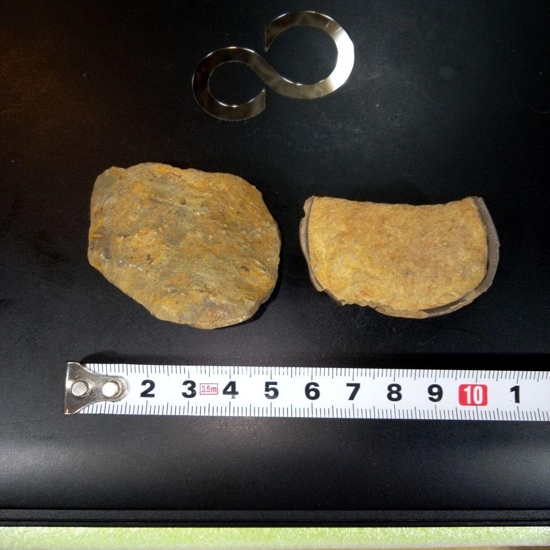 三葉虫　化石　fossil　ボリビア産　レア　Fossil識別⑦　２個セット