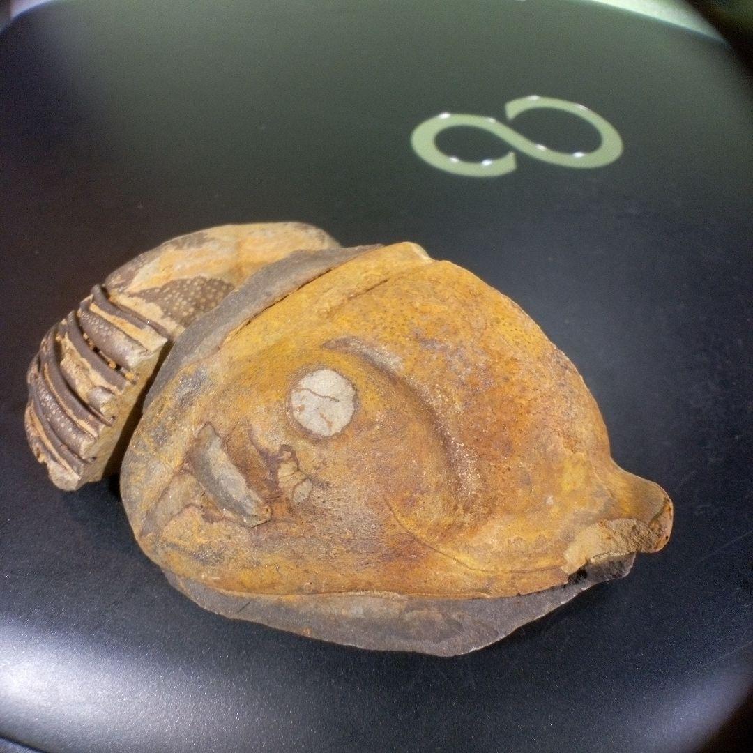 三葉虫　化石　fossil　ボリビア産　レア　Fossil識別⑦　２個セット