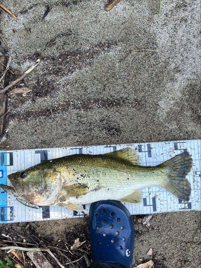 ジャッカルルアーセット　スリークマイキー115 スパイテール　ナギサ　ピクピク