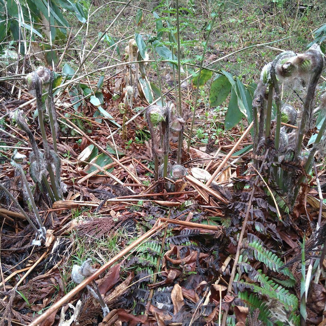 令和7年度秋田県産天然乾燥ゼンマイ500g(極太)03