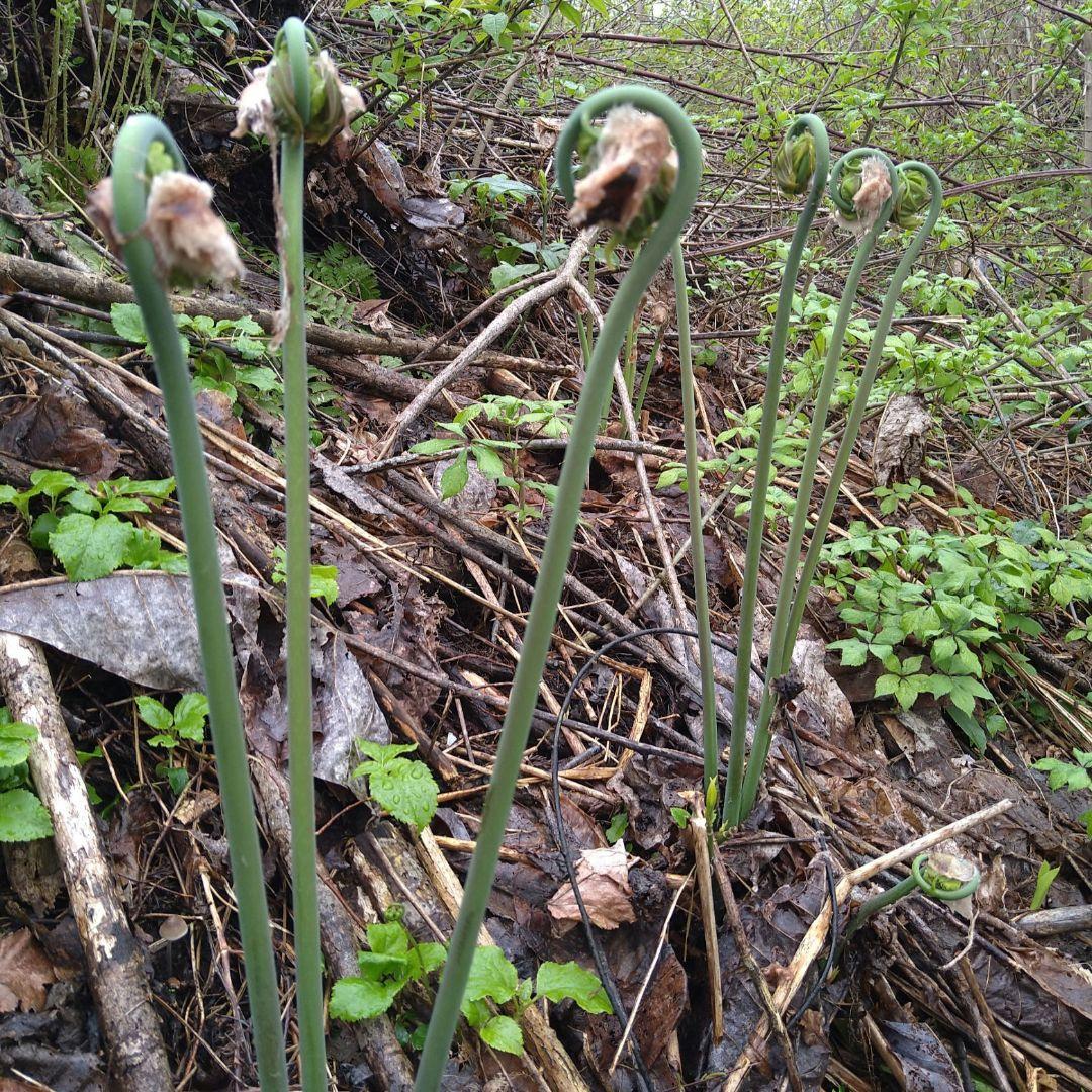 令和7年度秋田県産天然乾燥ゼンマイ500g(極太)03