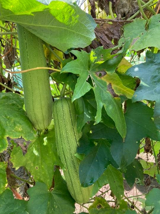 インコおもちゃ(専用ページ)★コメント用