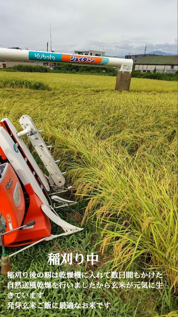 私といるとなぜか元気に？ ７年産コシヒカリ 玄米10 kg 特栽① 農薬等不使用