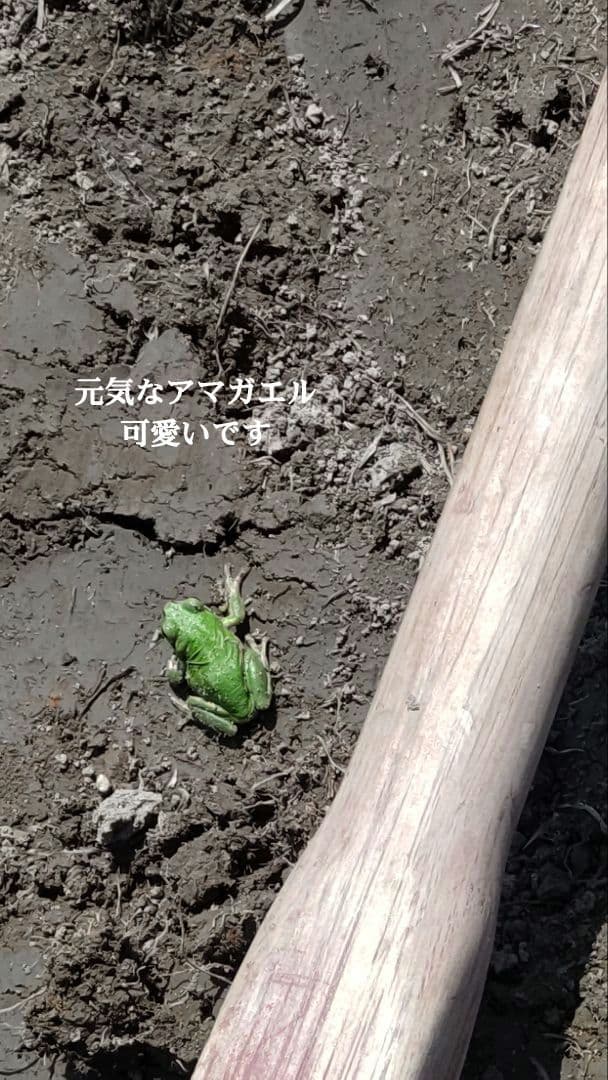 私といるとなぜか元気に？ ７年産コシヒカリ 玄米10 kg 特栽① 農薬等不使用