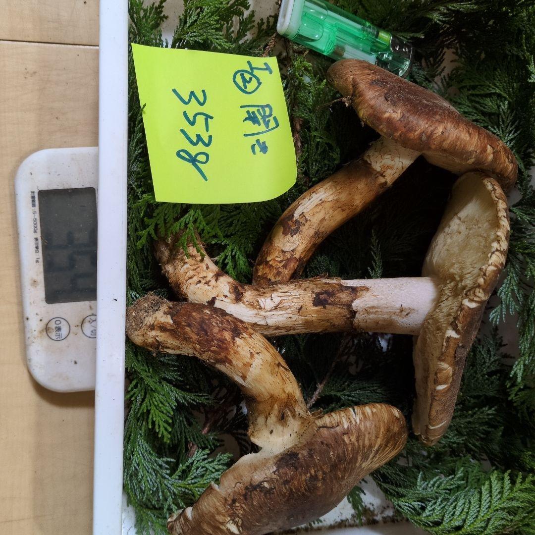 和歌山松茸 新鮮朝市　開き　353㌘