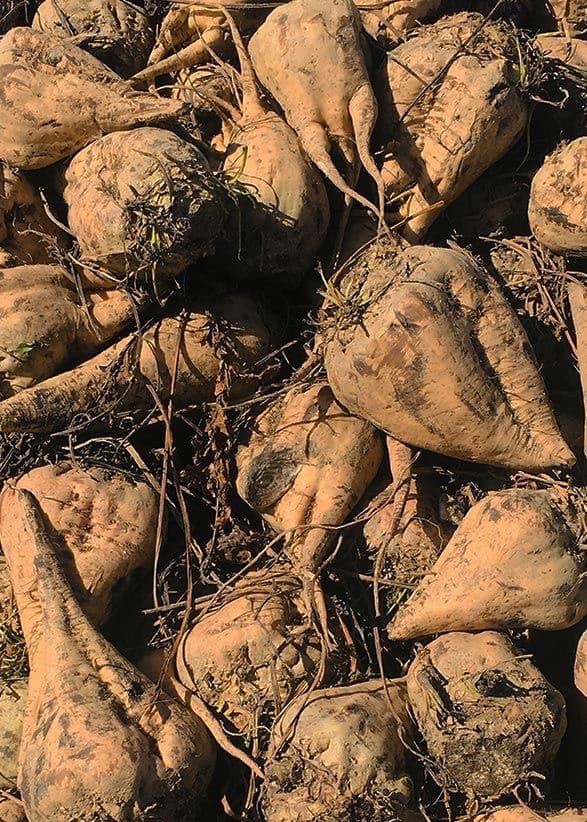 オーガニック甜菜糖（てんさい糖）　25kg　EUオーガニック認証　イタリア産