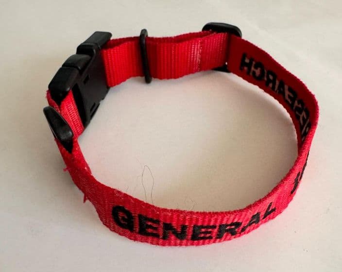 ジェネラルリサーチ　非売品　1周年　ベルト