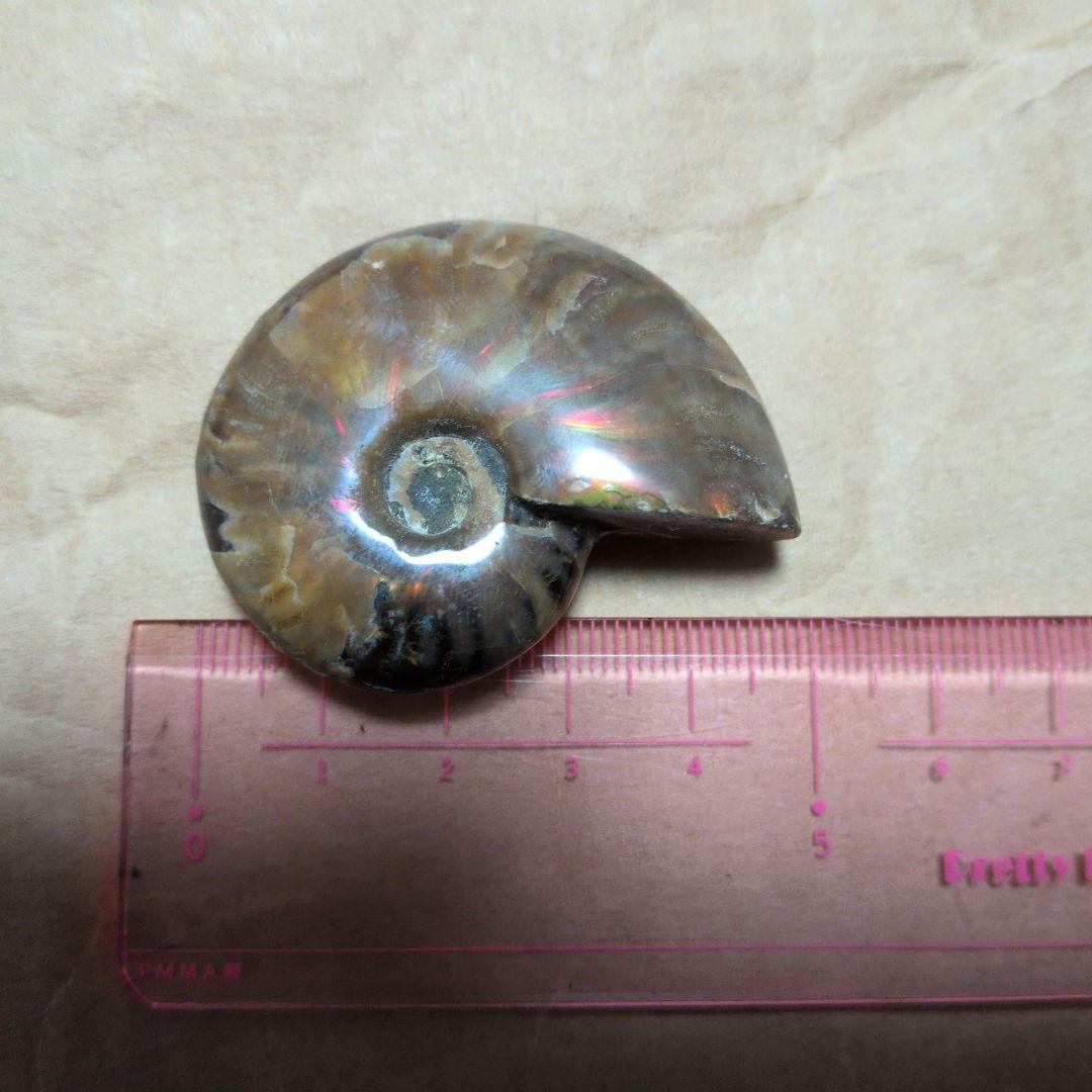 激レアオパール化アモナイト化石 極上品