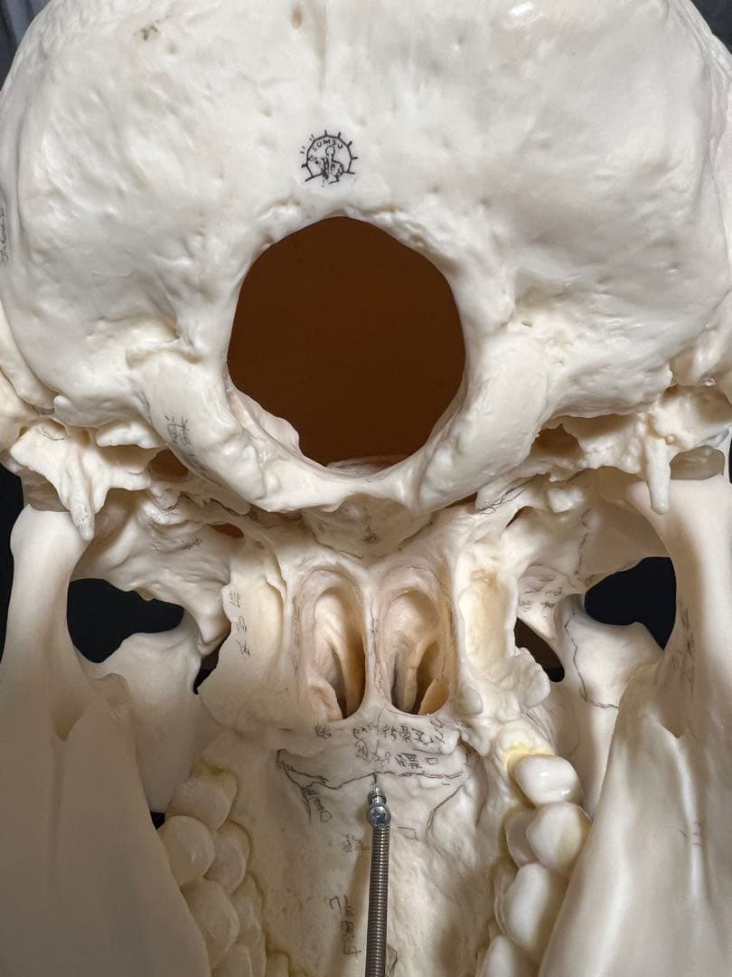 [SOMSO]頭蓋骨模型