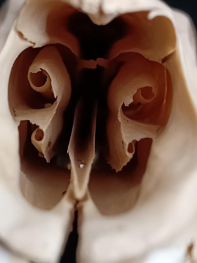 【頭骨標本】種名　イノシシ ♀ ２８Kg　頭長２５ｃｍ