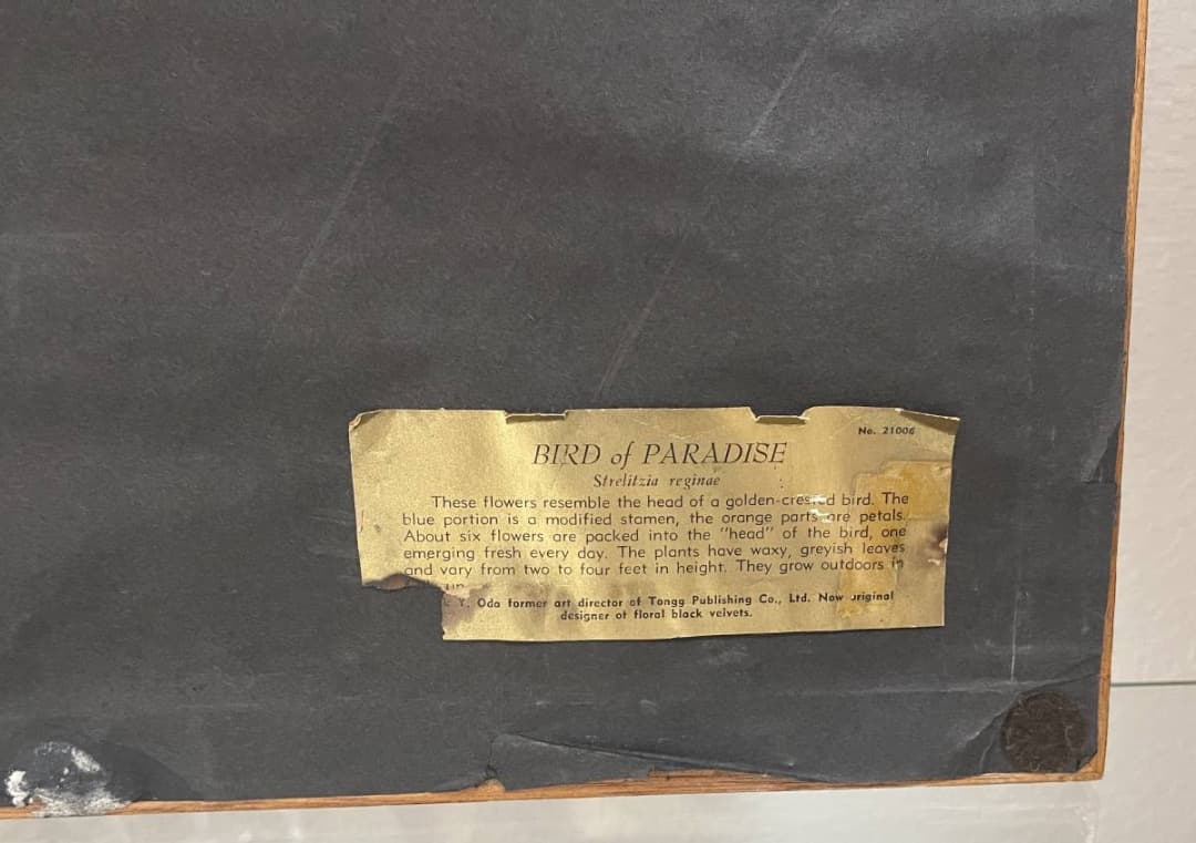 コレクション Hale Pua/ Black Velvet Bird of Paradise