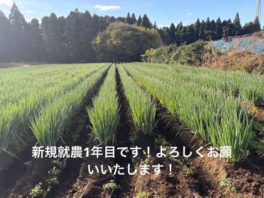 【大容量特価!!】白ネギ 約20kg(約200本) 千葉県東金市産