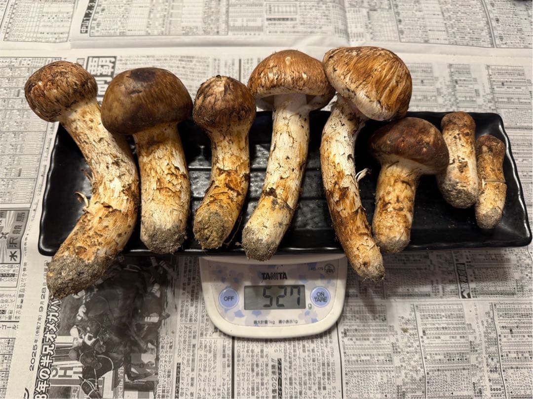 松茸　北海道　500g 訳あり　送料込　国産 ③