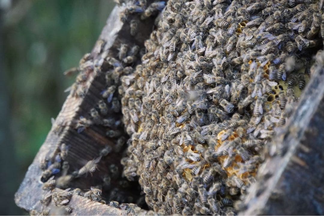 日本蜜蜂のハチミツ　巣箱違いの蜂蜜　奥山の奥のはちみつ
