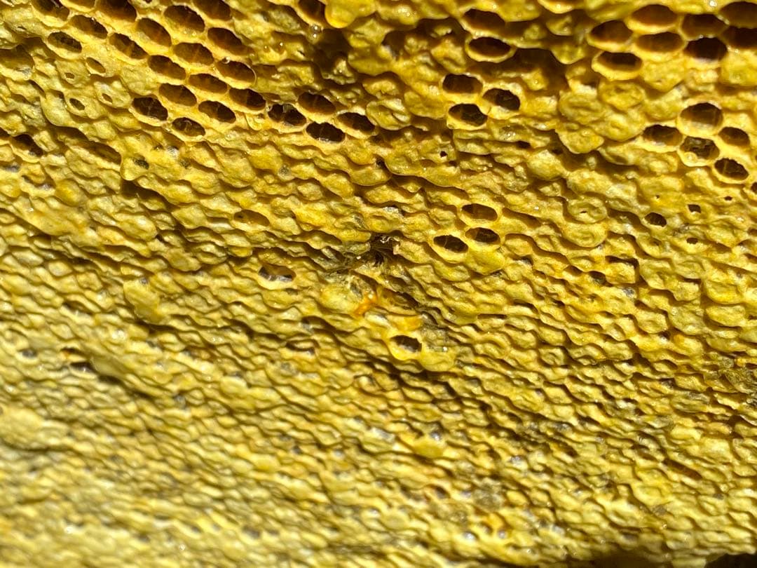 日本蜜蜂のハチミツ　巣箱違いの蜂蜜　奥山の奥のはちみつ