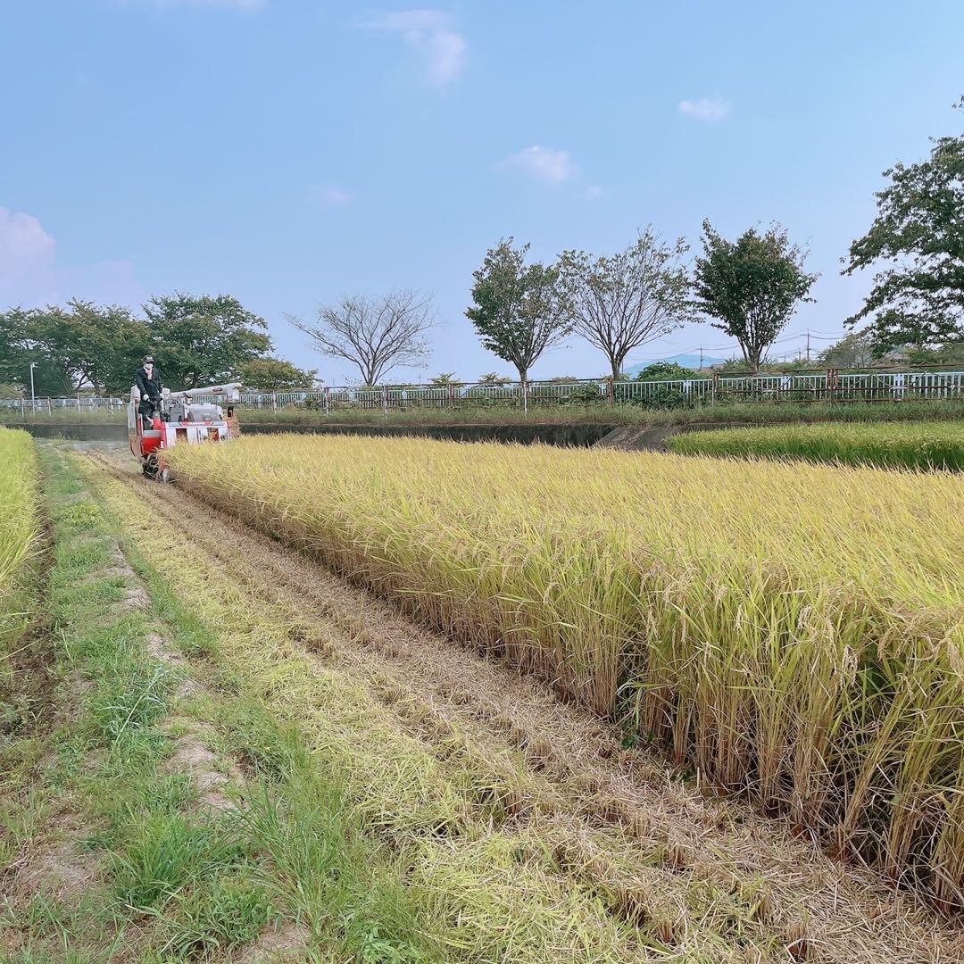 令和7年度コシヒカリ　近江米　農薬不使用