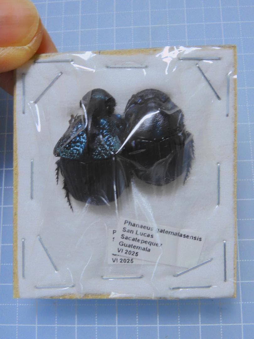 ガテマラ産　ガテマラニジダイコクコガネ　ペア　25-20mm