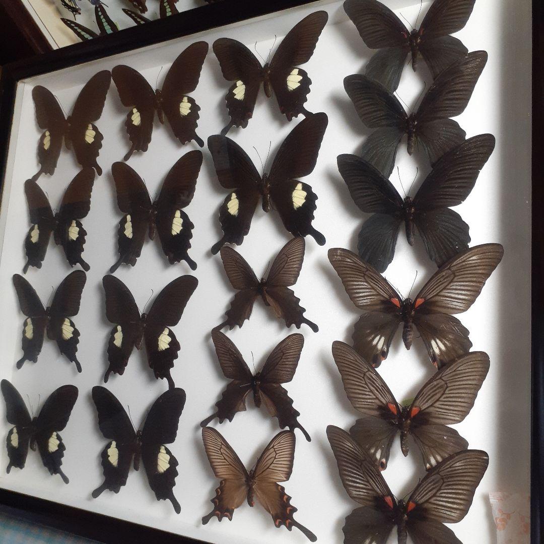 蝶標本　アゲハチョウ類8種47頭、大型ドイツ標本箱２箱入りセット