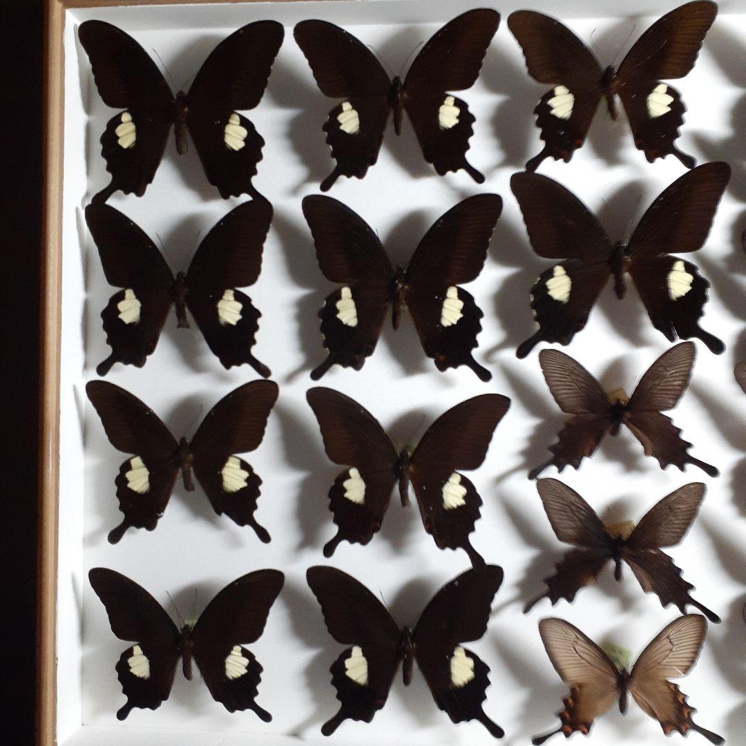 蝶標本　アゲハチョウ類8種47頭、大型ドイツ標本箱２箱入りセット