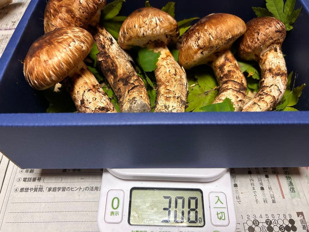 ＊山形県産＊ 松茸　308g 【本日発送】