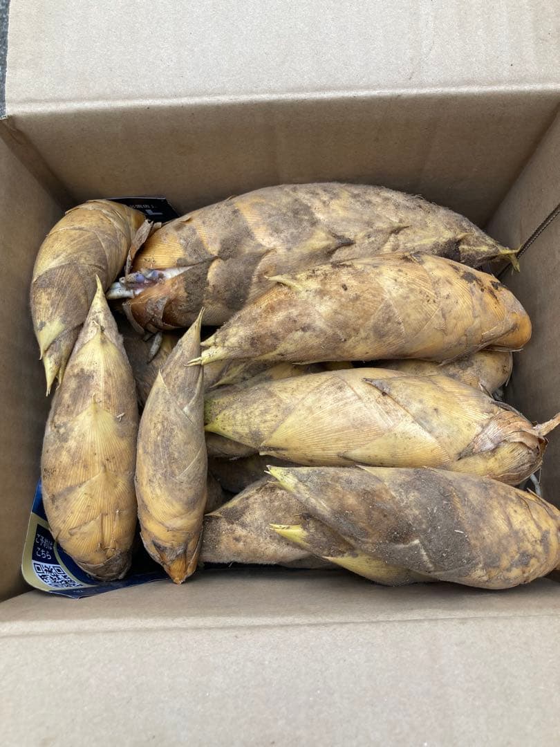 超早掘り筍3キロ