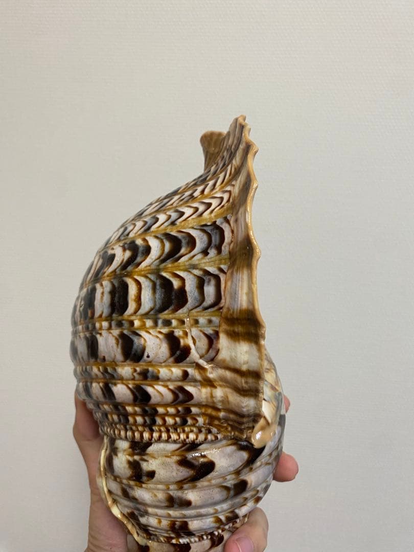 法螺貝　ホラ貝　36cm 770g