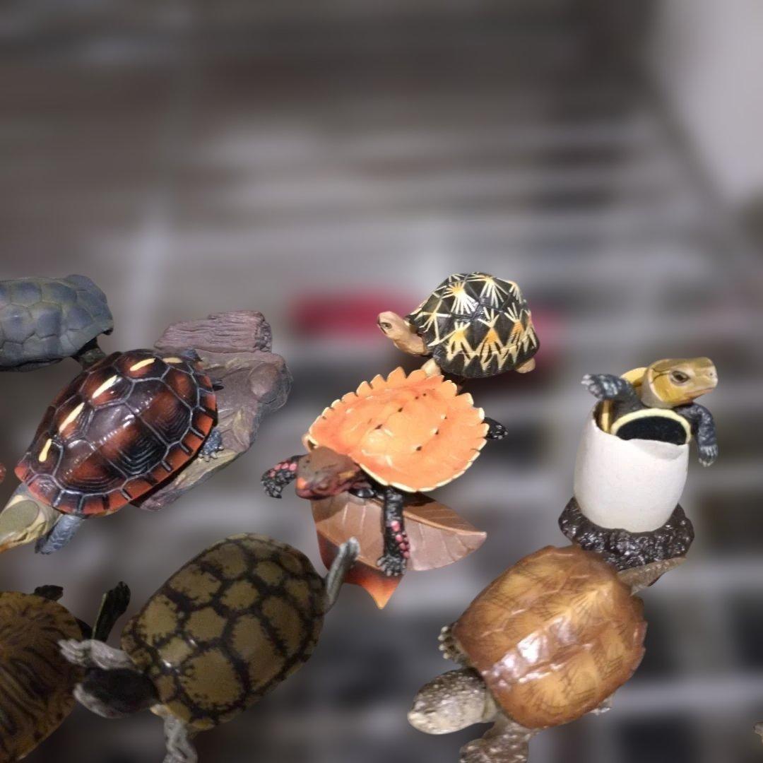 カメフィギュアオオアタマガメワニガメカミツキガメアカミミガメリュウキュウヤマガメ