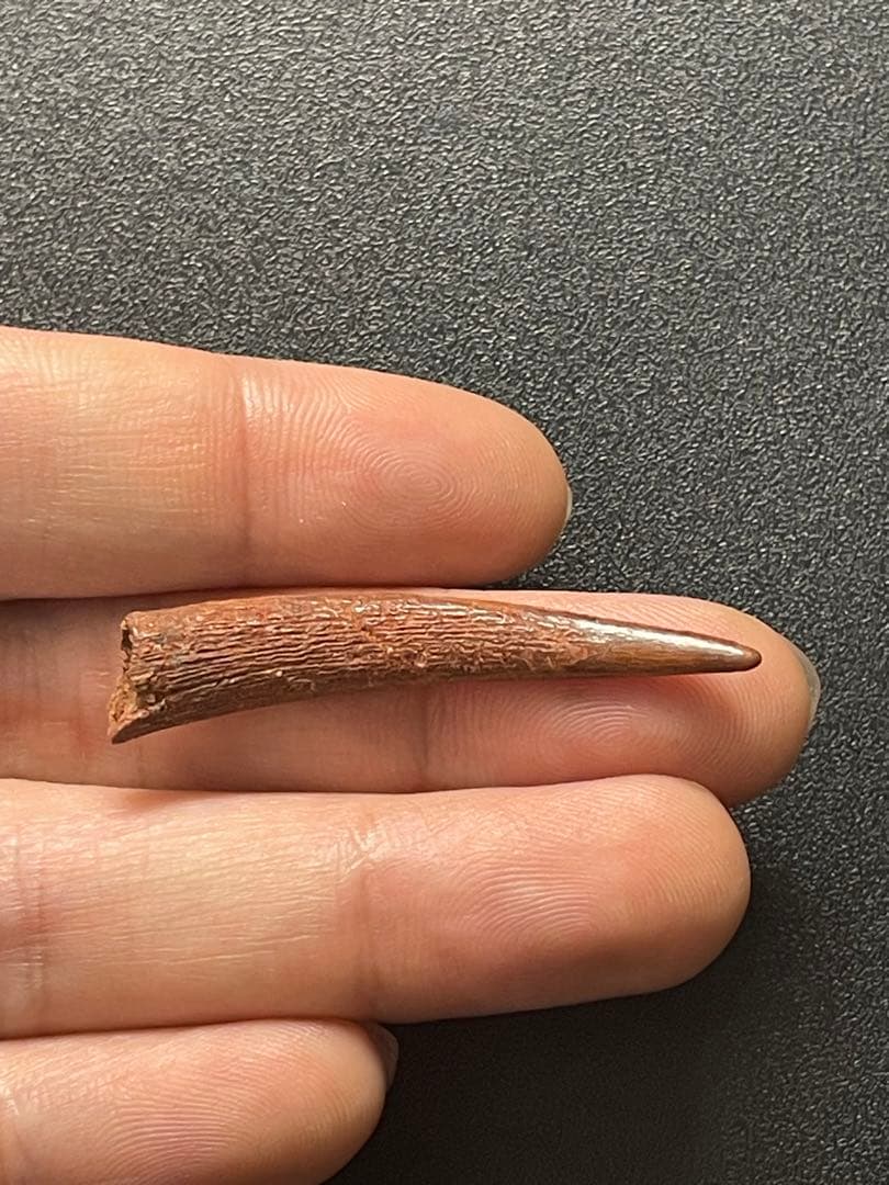 翼竜の歯　化石