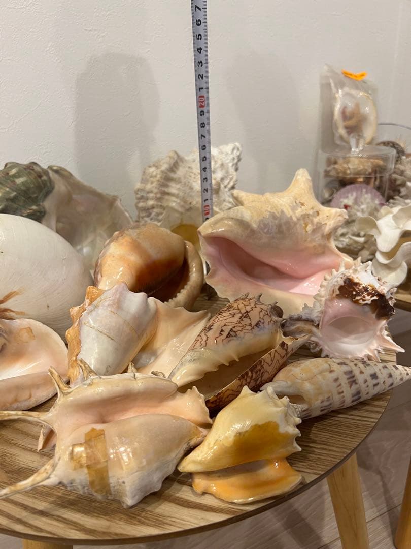 貝殻　まとめ売り　レア