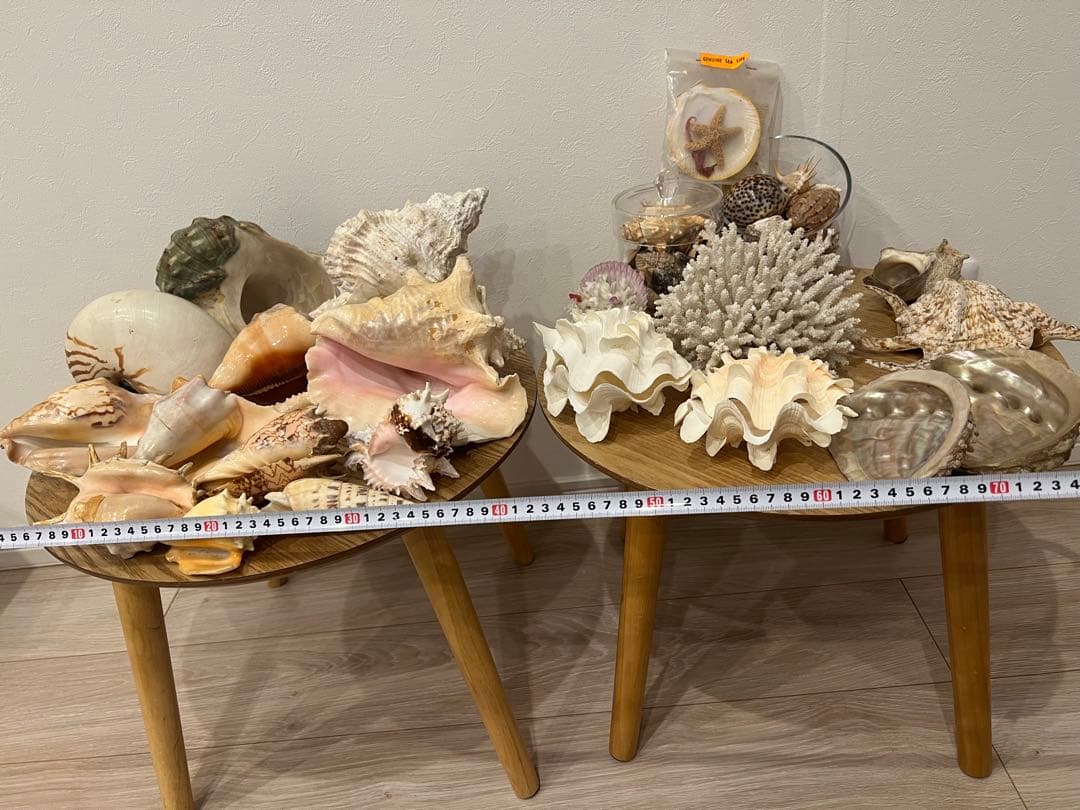 貝殻　まとめ売り　レア