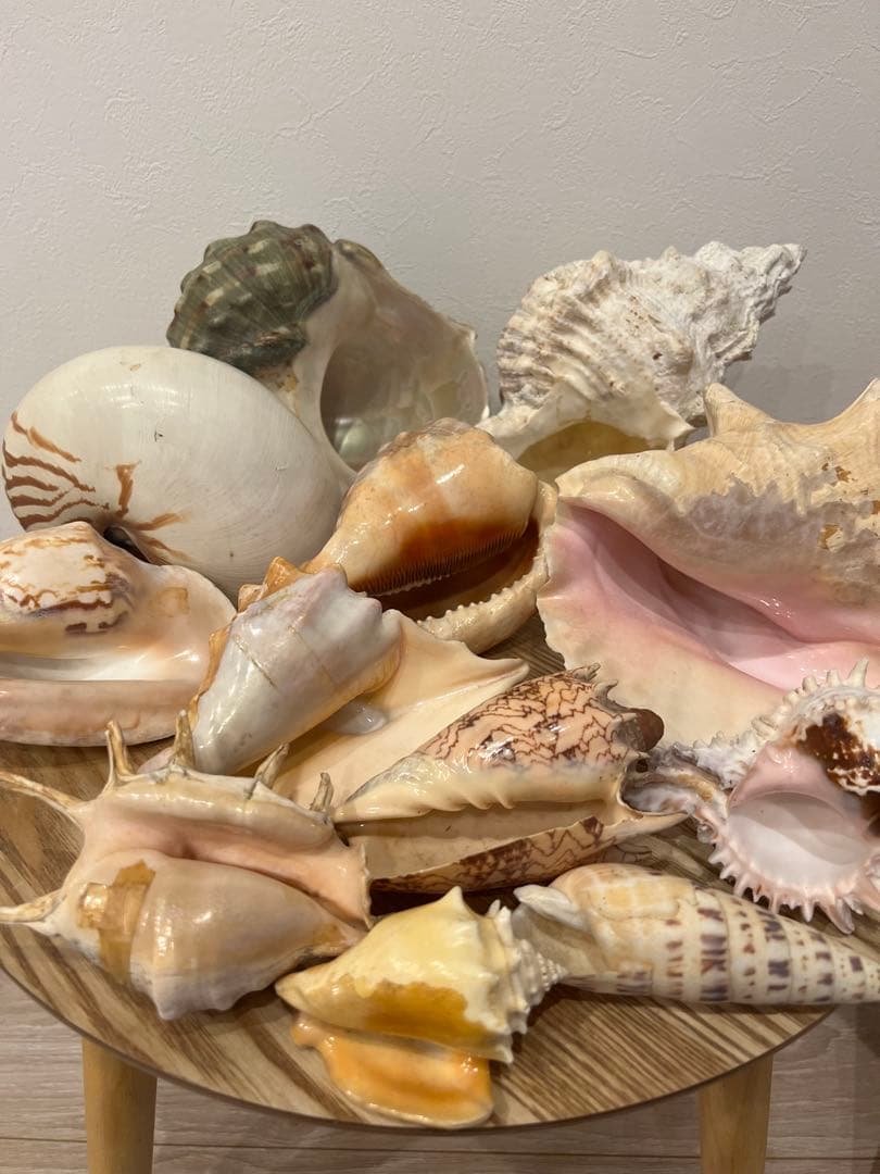 貝殻　まとめ売り　レア