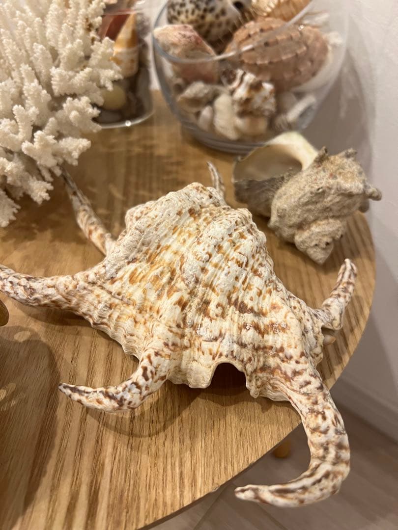 貝殻　まとめ売り　レア