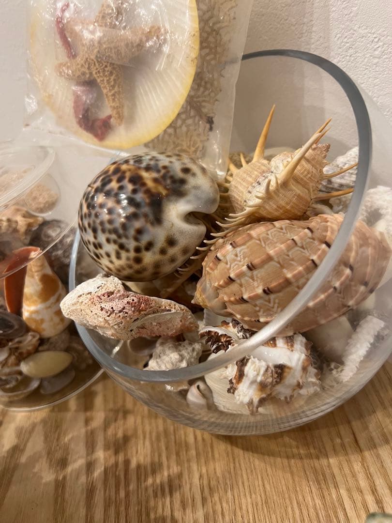 貝殻　まとめ売り　レア