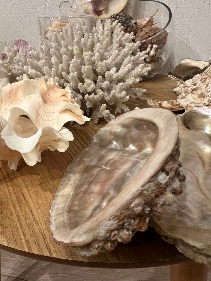 貝殻　まとめ売り　レア