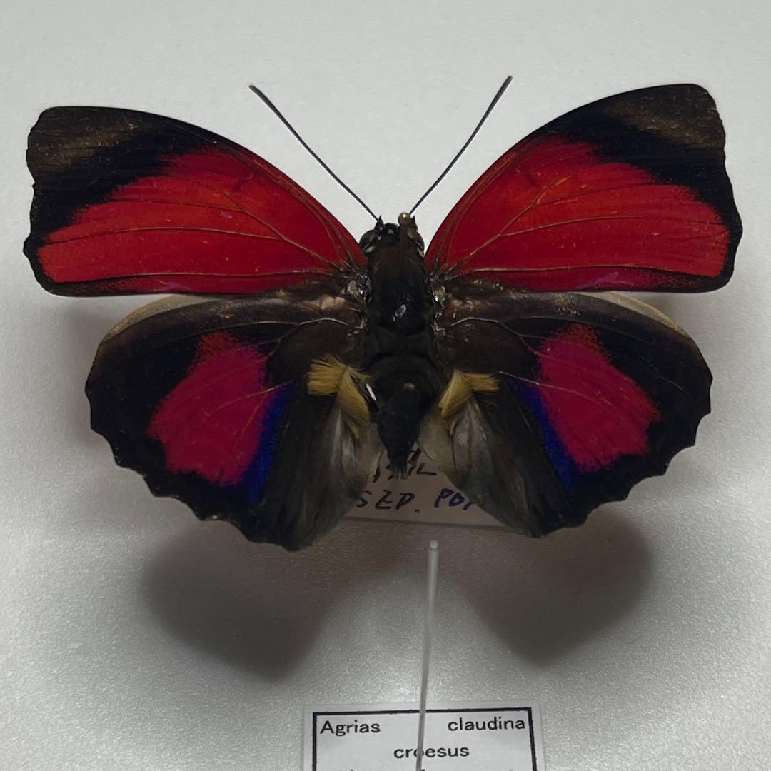 Agrias claudina Croesus ミイロタテハ