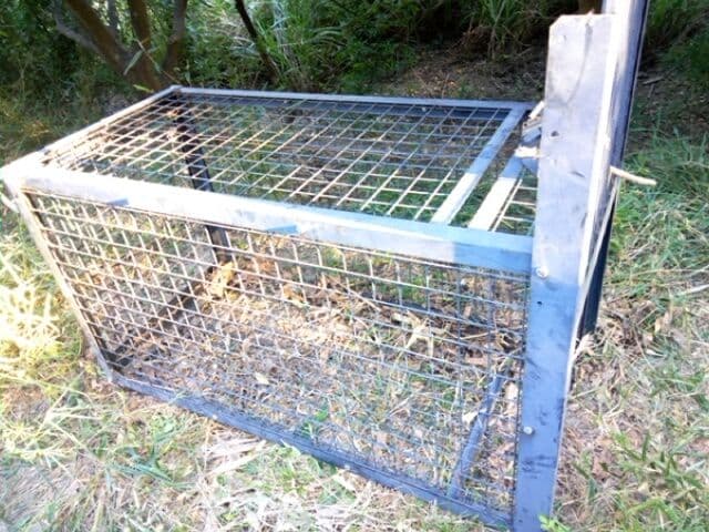 猿　サル用の箱罠　１２５センチ×７０センチ×５９センチ　直接引き取り限定