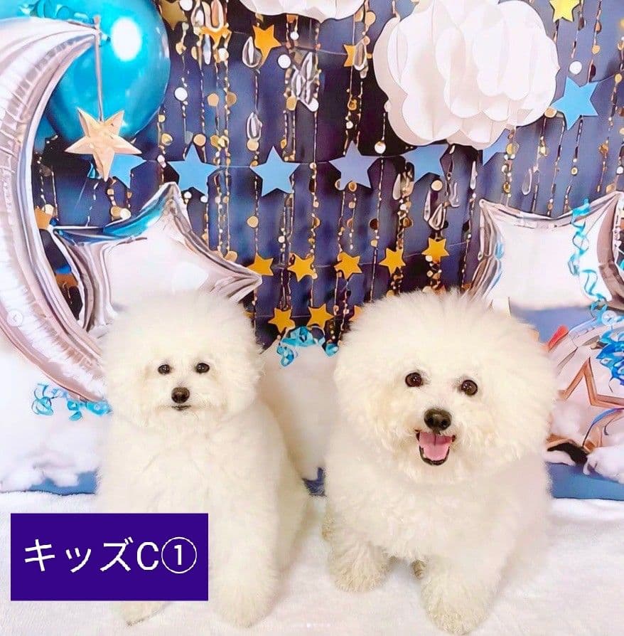 背景布【秋XE】サンプル80×120　ペット撮影用ブース　十五夜　お月見　宇宙