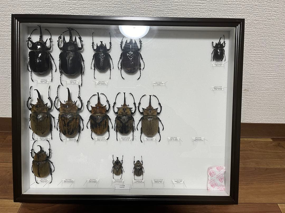 昆虫標本 メガソマ属 ゾウカブト アクティオン ヤヌス マルスなど