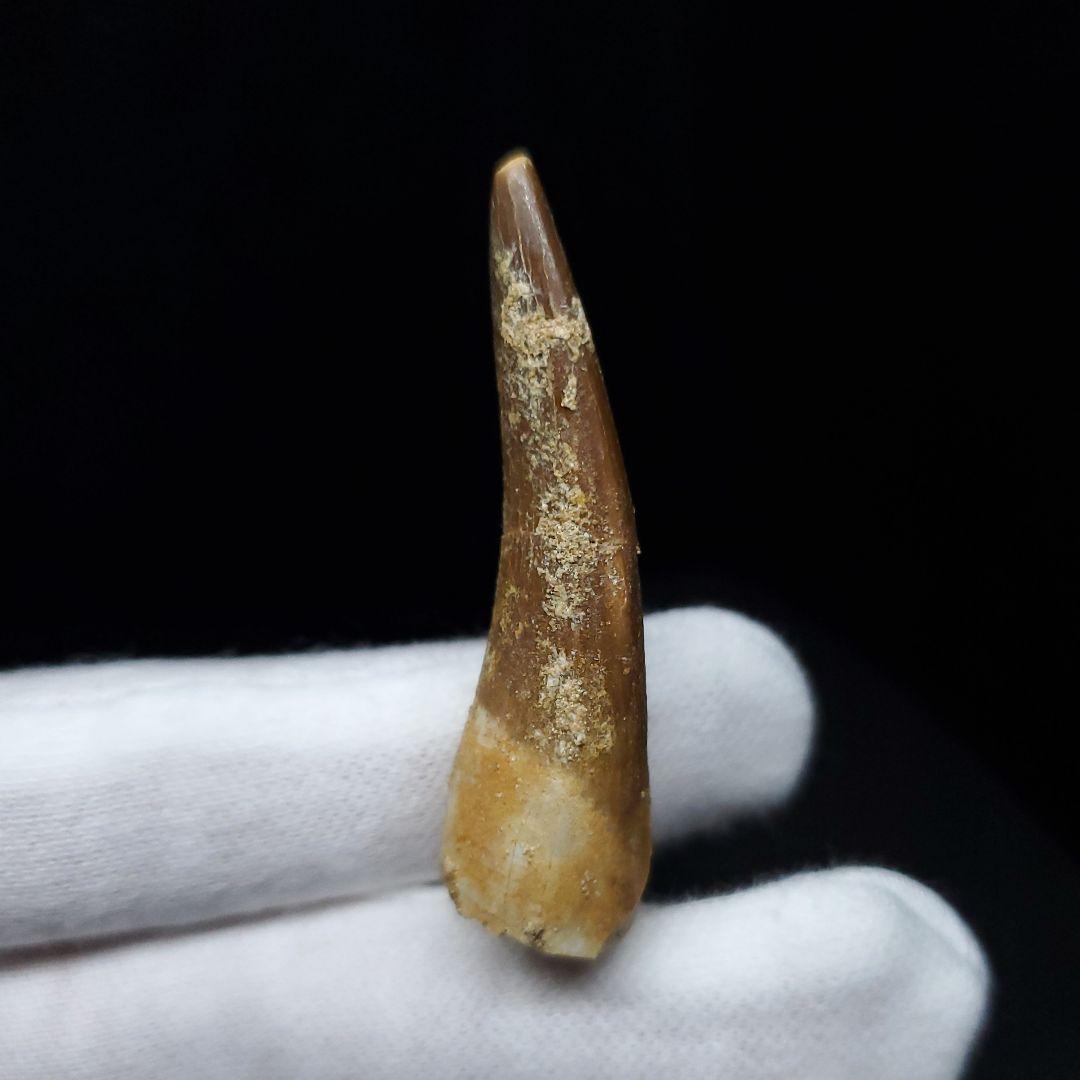 プレシオサウルス 化石 歯 本物 モロッコ産 43.21mm ケース pr85