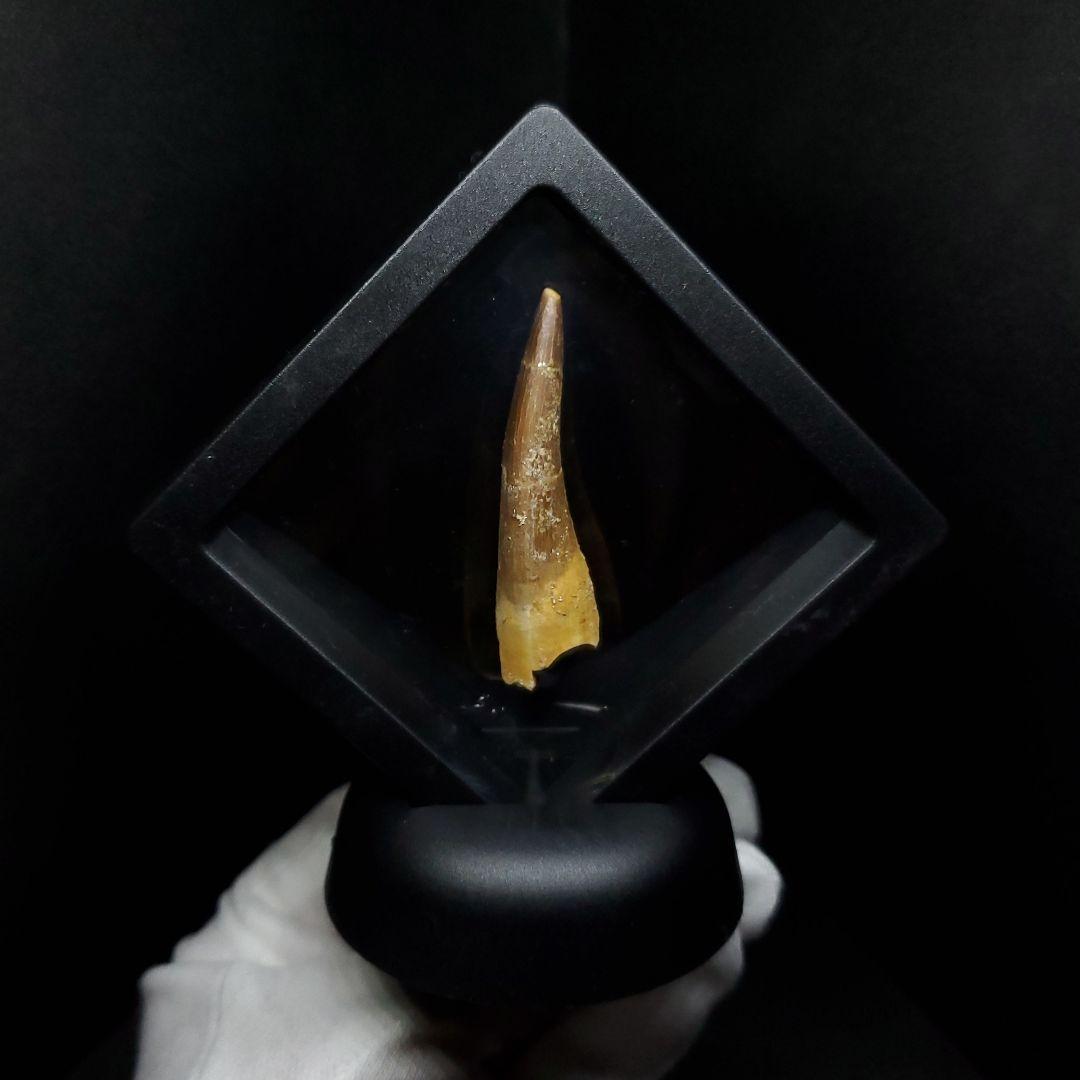 プレシオサウルス 化石 歯 本物 モロッコ産 43.21mm ケース pr85