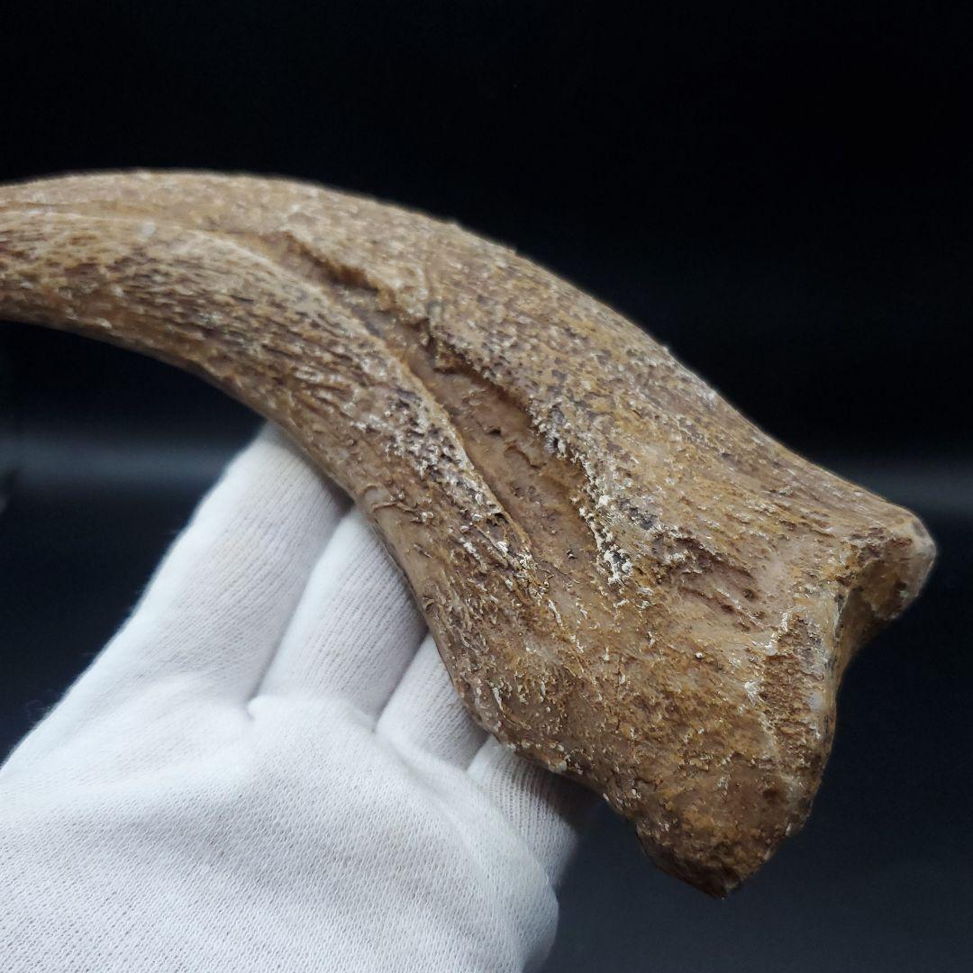 スピノサウルス 爪 レプリカ 181.31mm  spr7