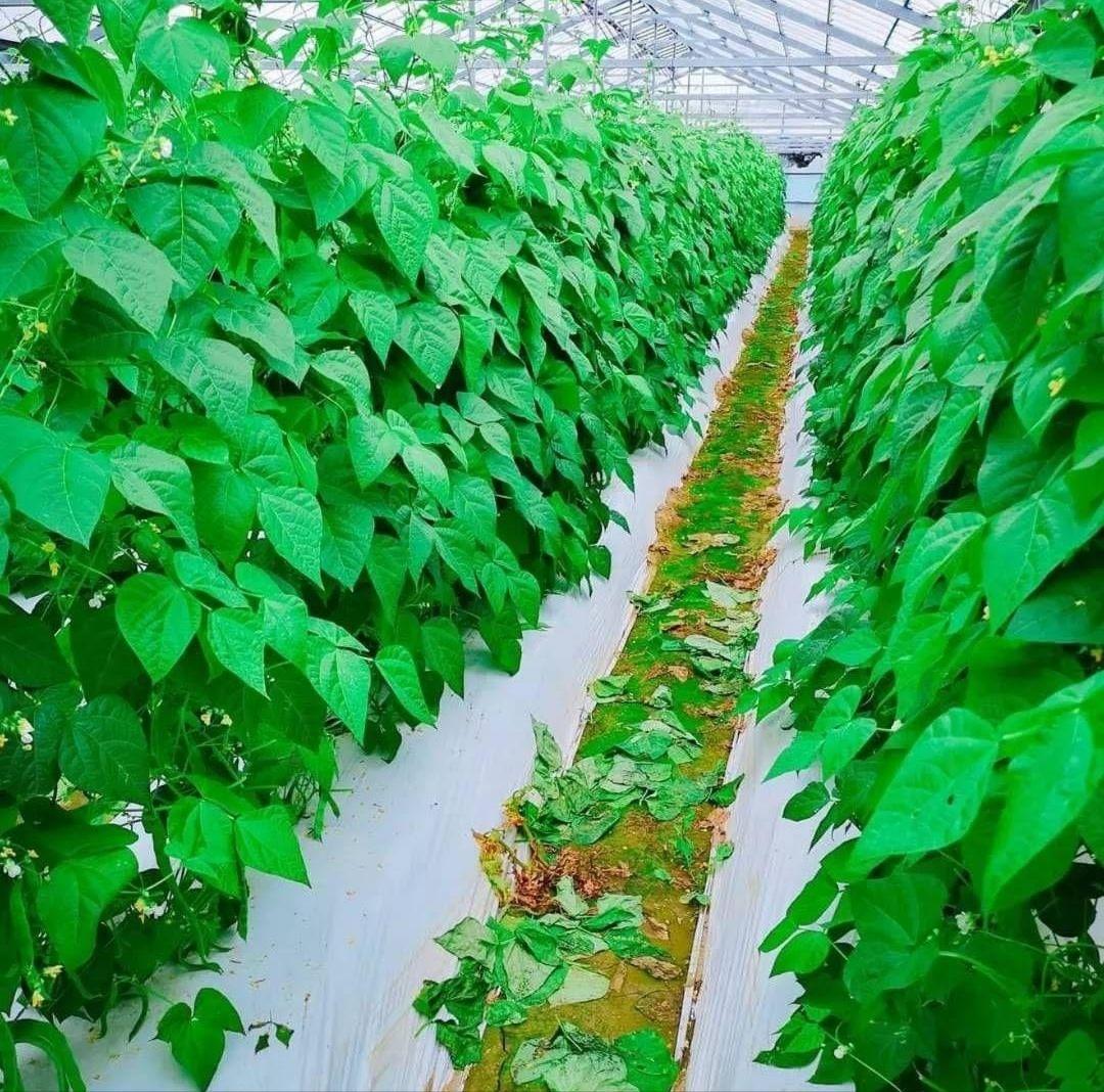 ✏おいしい野菜研究室✏　ジャンボいんげんAB品込み10㌔低農薬