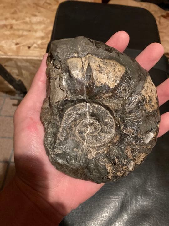 北海道　中頓別　アンモナイト　化石　/クリスマス　恐竜　三葉虫　アウトドア