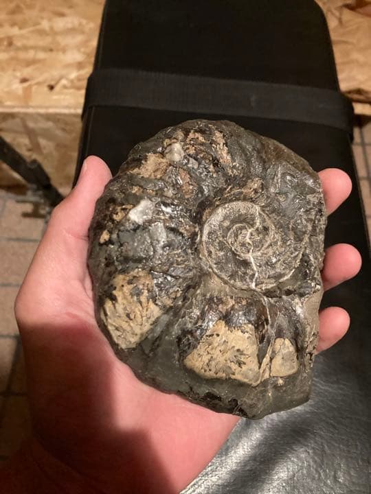北海道　中頓別　アンモナイト　化石　/クリスマス　恐竜　三葉虫　アウトドア