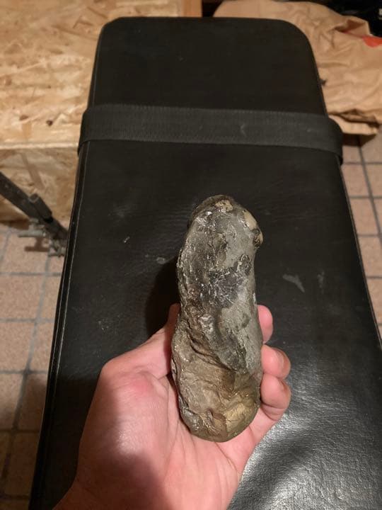 北海道　中頓別　アンモナイト　化石　/クリスマス　恐竜　三葉虫　アウトドア