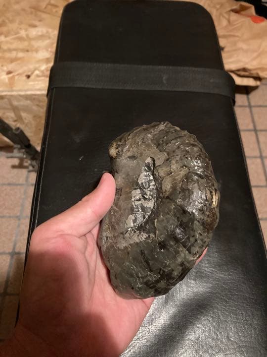 北海道　中頓別　アンモナイト　化石　/クリスマス　恐竜　三葉虫　アウトドア