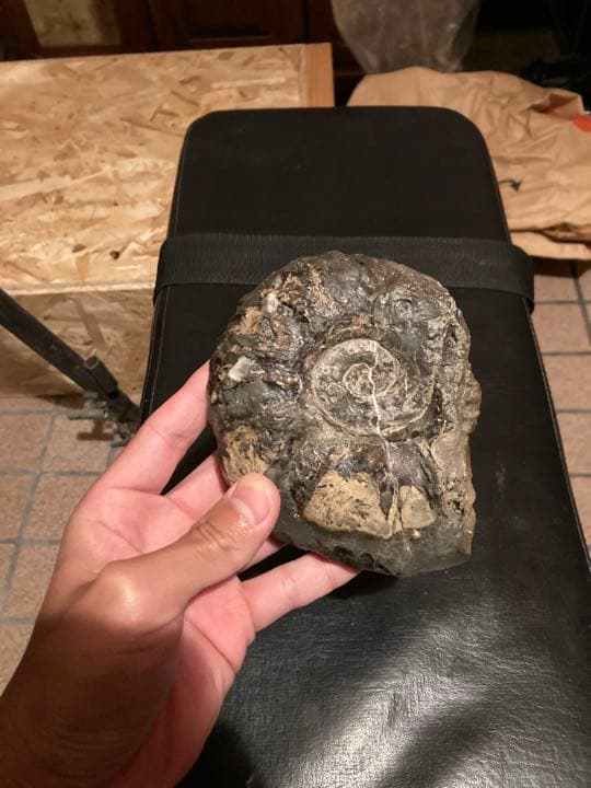 北海道　中頓別　アンモナイト　化石　/クリスマス　恐竜　三葉虫　アウトドア