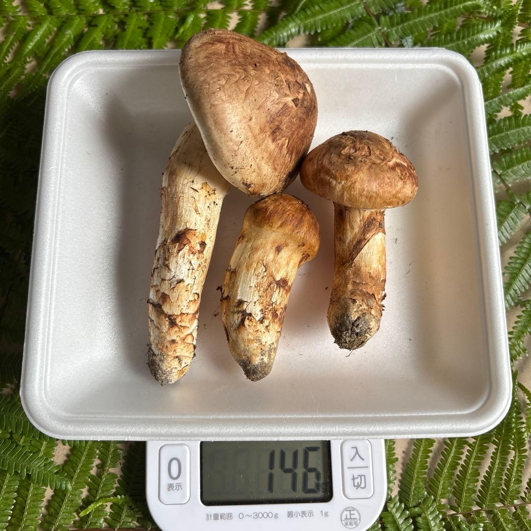 広島県産 松茸３本（146g）