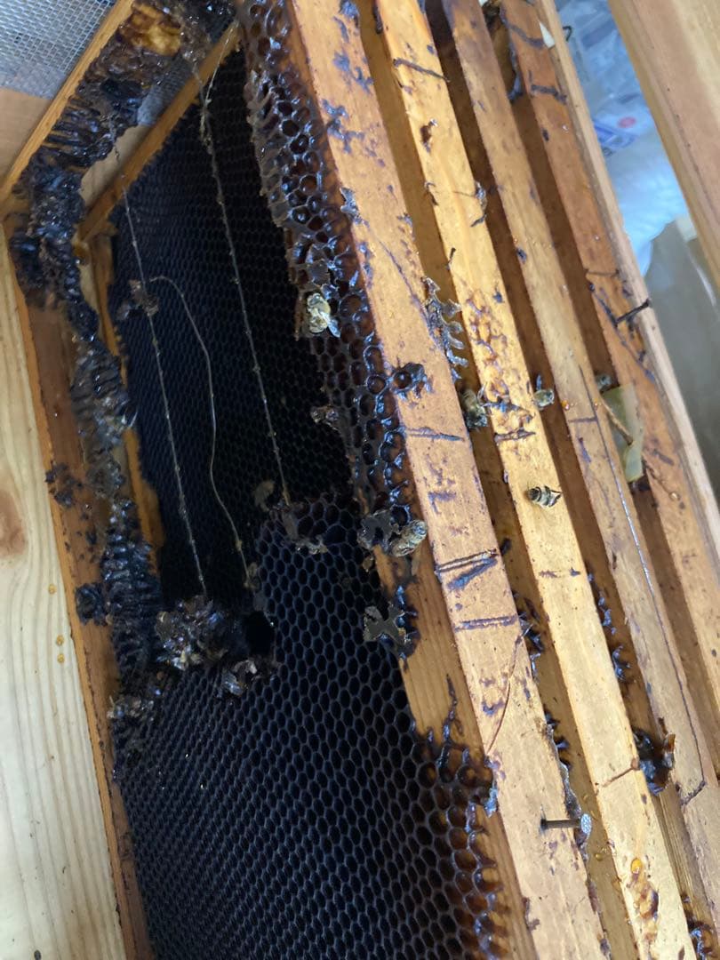 蜂の巣箱　中古　3箱まとめて