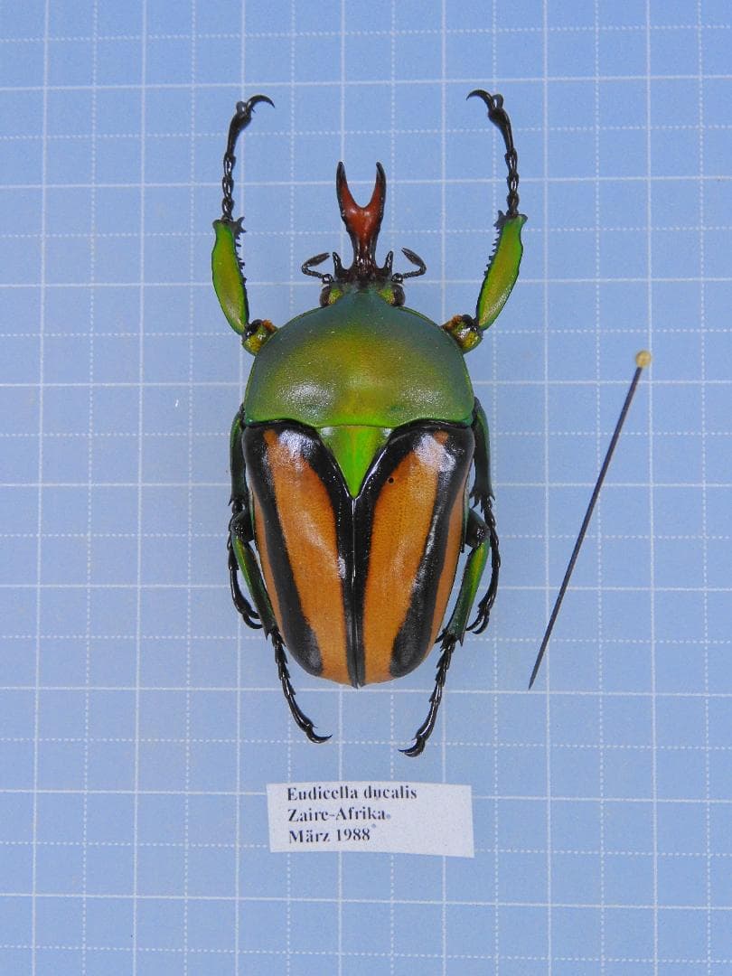 標本 Zaire Eudicella ducalis 47mm